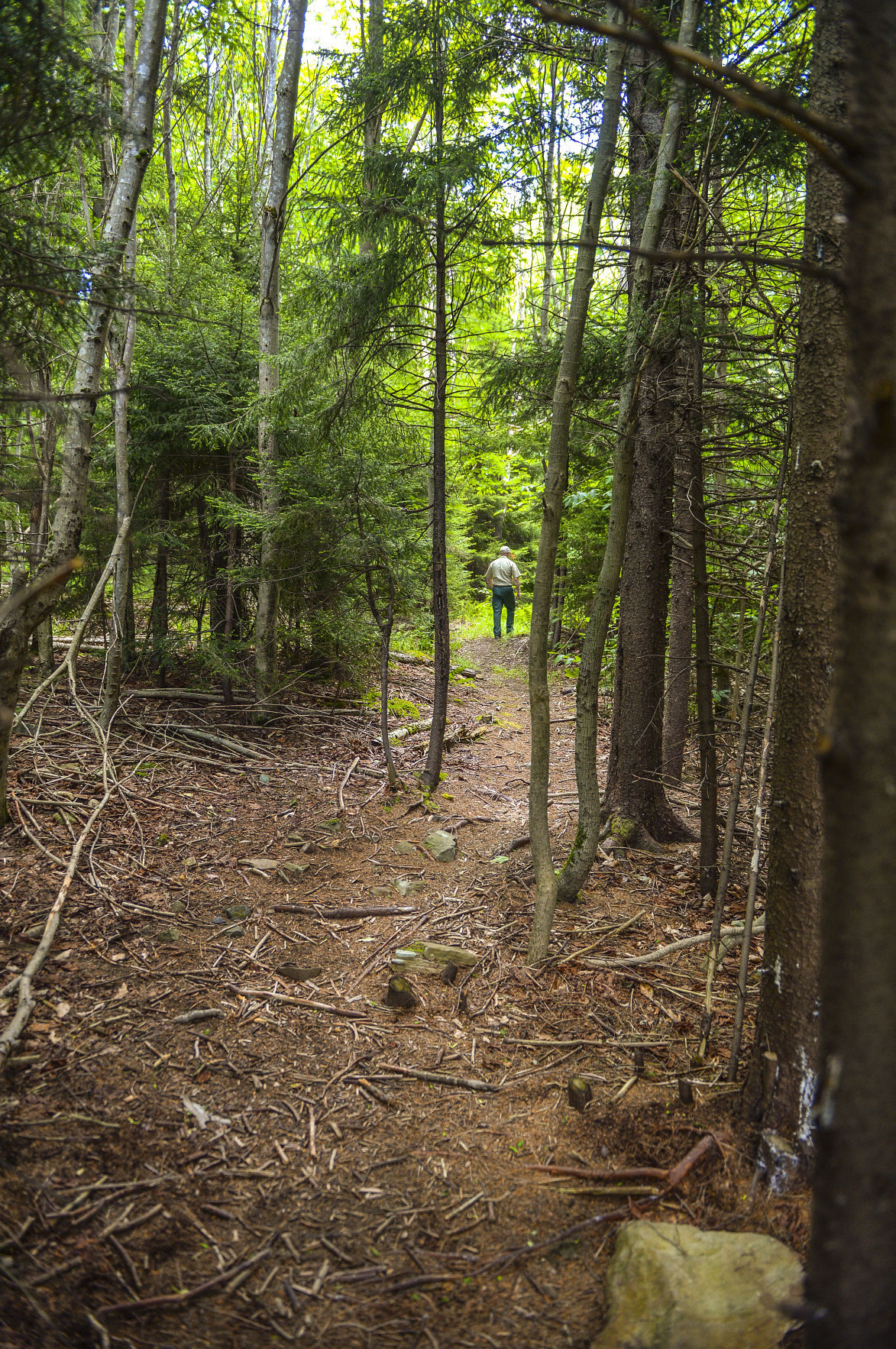 Mower Basin Trail Cheat Mountain